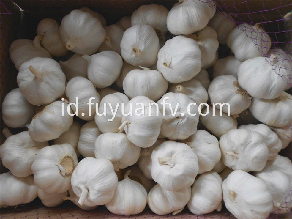 pure white garlic